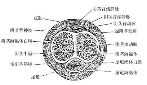 陰莖是什麼|人體解剖學/男性生殖器